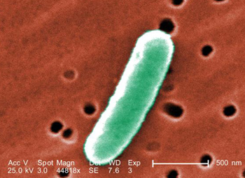 Bacteria Escherichia coli . Autor: CDC/ Janice Haney Carr